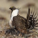 greater sage grouse website