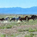 wild horses