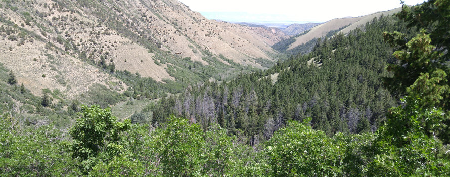 Spring Canyon (PS 8582)